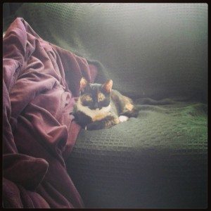 Bon the Cat