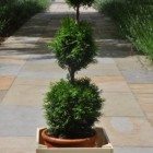 Three ball topiary Tree