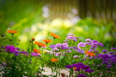 summer flowers
