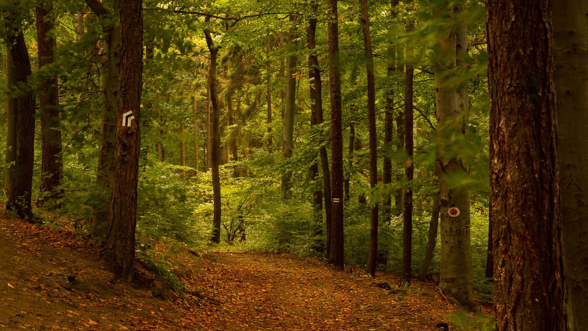 autumn walk
