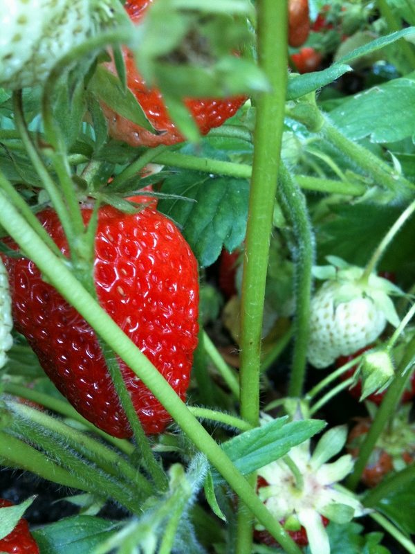 strawberries 600x800