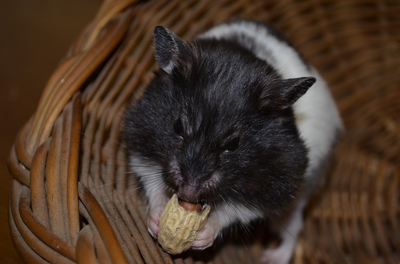 hamster 975427 1280