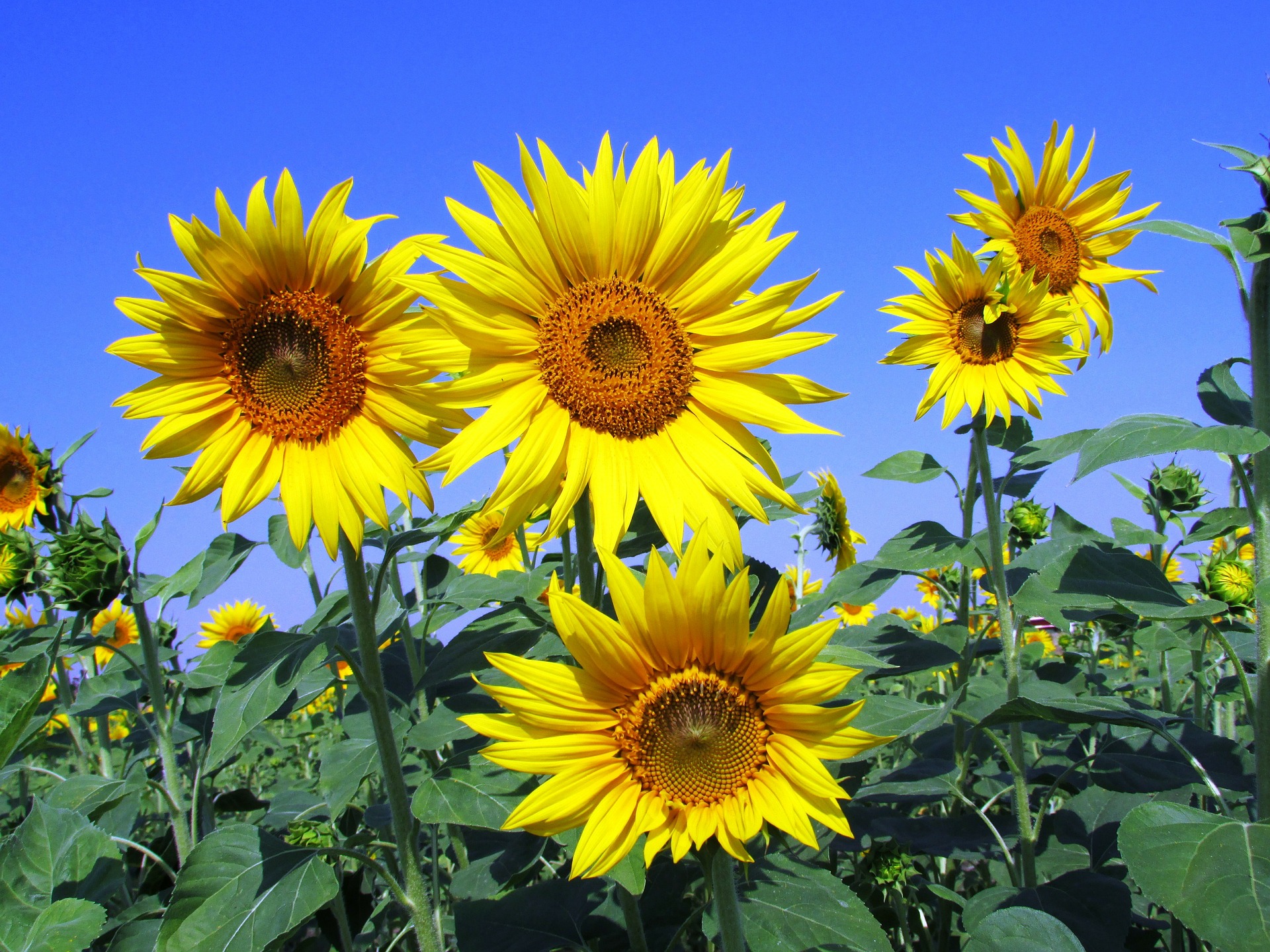 sunflowers 268015 1920