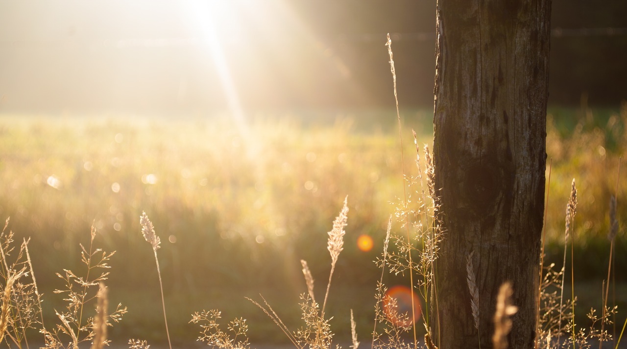 field summer sun meadow