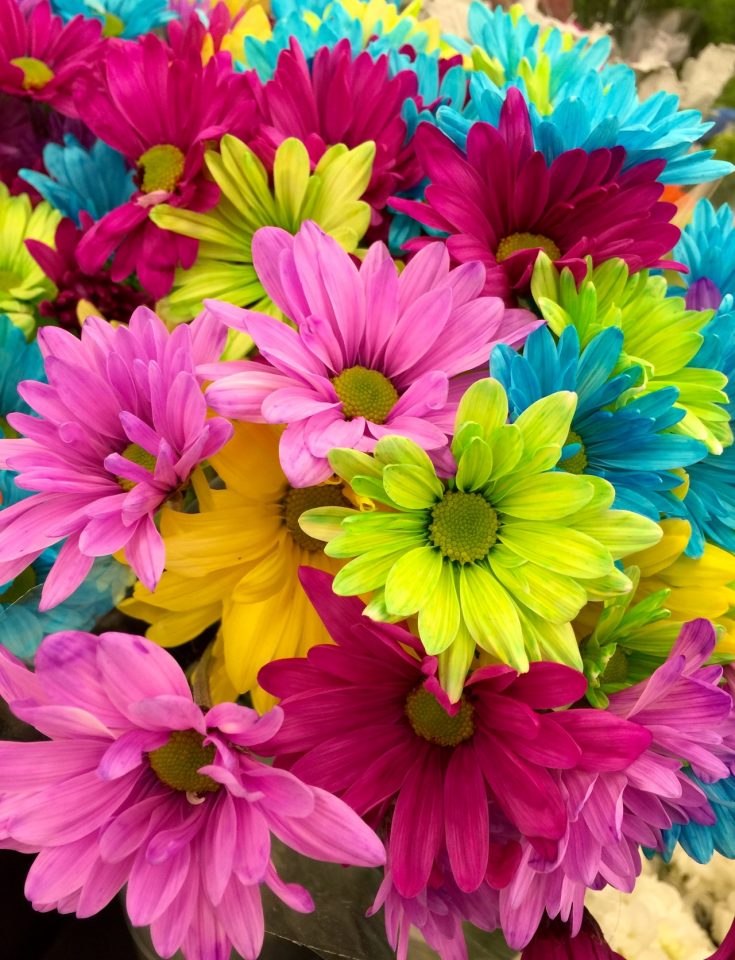 flowers colorful bloom daisies 70330