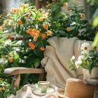 garden pics 1